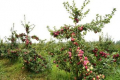 Для безопорного богарного яблуневого саду рекомендують підщепу 54-118