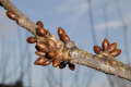 Плодові дерева на Чернігівщині незначно пошкоджені морозами