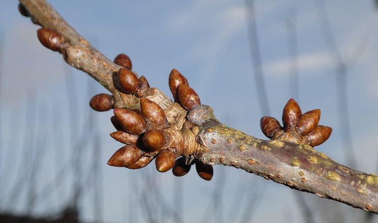 Плодові дерева на Чернігівщині незначно пошкоджені морозами