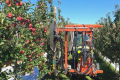 В «Агрокомплексі «Вінниччина» здувають листя на яблунях