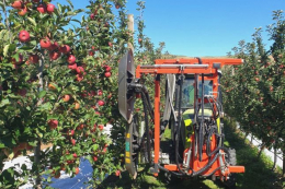 Дефоліатор збільшив вихід експортного яблука «Садів Дніпра»