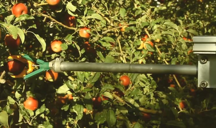 Роборука здатна зібрати в 10 разів більше яблук, ніж людина