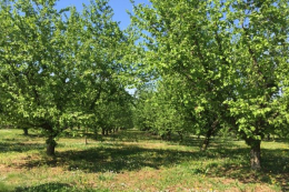 Трав’яний покрив у фундукового саду знижує температуру ґрунту і стримує бур’яни