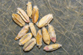 Насіння пшениці найчастіше уражають сажка та фузаріоз