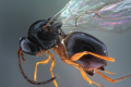 Італійські вчені планують застосувати паразитів проти Drosophila suzukii