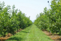 На Одещині досадили великий горіховий сад