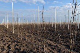 Земельний банк виставив на аукціони 19 ділянок під багаторічні насадження