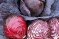 Червоноголова капуста може бути джерелом природного барвника