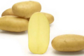 «Чайківка» визначила шість сортів картоплі для вирощування без поливу