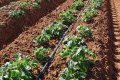 Чернігівський фермер планує вирощувати картоплю на зрошенні