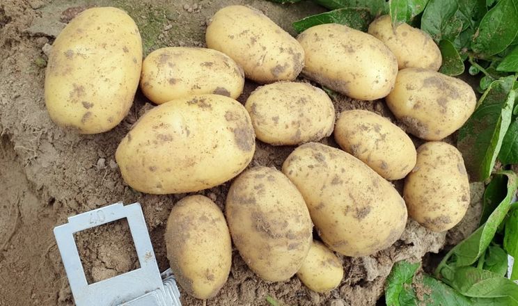 На «Всеукраїнському дні картоплі» покажуть сорти, техніку та проведуть перемовини