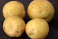Названі найпопулярніші сорти картоплі вітчизняної селекції