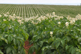 Українська картопля має колосальний потенціал і чекає на інвестиції після війни, – асоціація