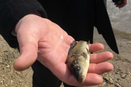 6 липня відбудеться аукціон на зариблення Кам’янського водосховища