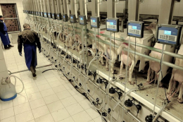 У 2024 році в Україні надоїли 157,3 тис. тонн козиного й овечого молока