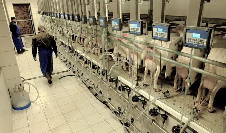 У 2024 році в Україні надоїли 157,3 тис. тонн козиного й овечого молока
