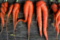 Вилкувасть моркви може виникати з шести причин