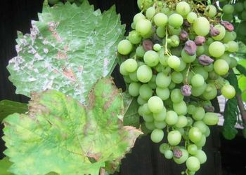 Органічний виноград значно більше уражується оїдіумом