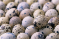 Дрібні перепелині яйця втрачають масу швидше, ніж великі