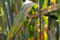 Компанія «Перше травня» підібрала дієві фунгіциди для захисту озимої пшениці від піренофорозу