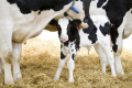 DeLaval VMS™ V310 – перша та єдина доїльна система у світі з автоматичним підтвердженням тільності корови
