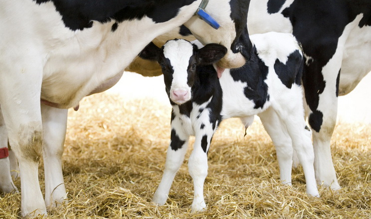 DeLaval VMS™ V310 – перша та єдина доїльна система у світі з автоматичним підтвердженням тільності корови