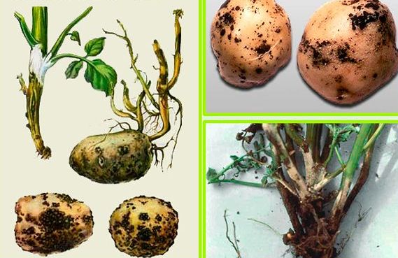 Спеціаліст порадив, як боротися з ризоктоніозом на картоплі