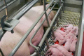Розташування напувалок біля узголів'я свиноматки дозволить заощадити кошти