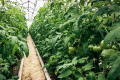 В «Органічній теплиці» томати ростуть до 15 метрів