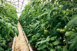 Миколаївський овочівник робить ставку на обладнану теплицю