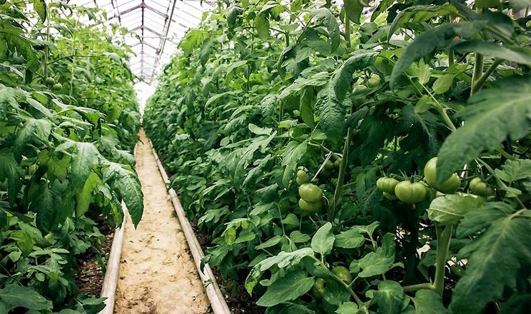 В «Органічній теплиці» томати ростуть до 15 метрів