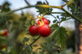 На органічній фермі томати вирощують під класичну музику