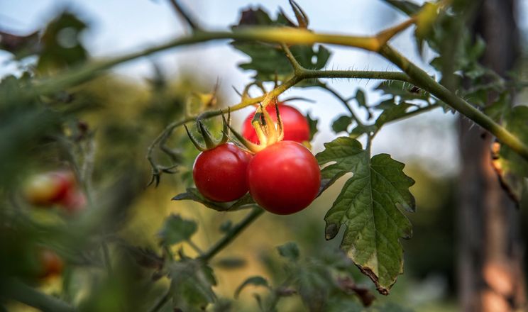 На органічній фермі томати вирощують під класичну музику