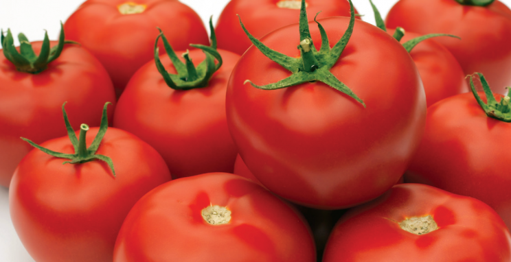 Завдяки подовженому обороту фермер отримує до 8,5 кг томатів з куща