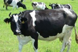 Племзаводу «Україна» дозволили придбати актив «Агропросперіс»