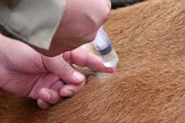 Ідеальний період для вакцинації від блутангу ‒ за 5 тижнів до парування