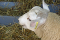 Поголів'я овець і кіз у І кварталі скоротилося на 5,2%