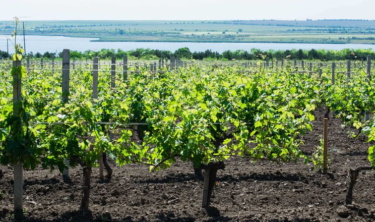 Виноградники, що добре провітрюються, потребують менше обробок