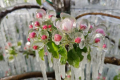 Рання весна та пізні заморозки вже відбились на майбутньому урожаї яблук