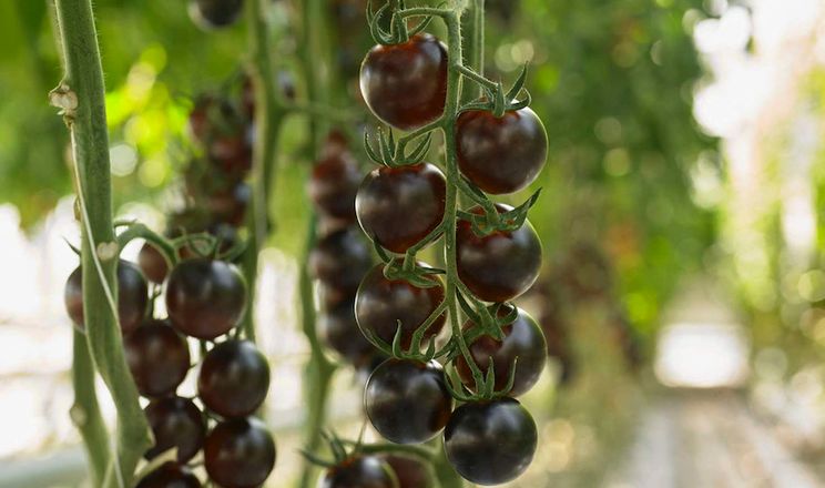 Уманський тепличний комбінат почав вирощувати фіолетові томати