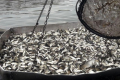 У водойми Харківщини випустили понад 8 тонн риби