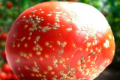 Втрати від бактеріального раку томатів можуть сягати 30%