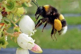 Лохина у неопалюваному тунелі нормально почувається при заморозках до -7°C