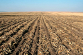 В KSG Agro для контролю бур’янів застосовують різний обробіток ґрунту