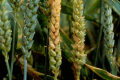 На початку цвітіння пшениці захист від фузаріозу найефективніший