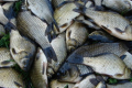 Промисловий вилов риби у Чорному й Азовському морях зріс на 46%