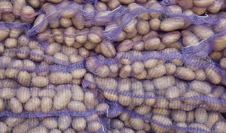 У  ФГ «Напорівське» на поливі отримали удвічі вищий врожай картоплі