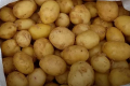 Молода картопля на Херсонщині коштує так само, як стара