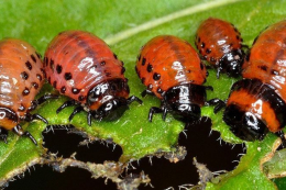 Біоінсектицид Calantha знищує колорадського жука без шкоди для бджіл