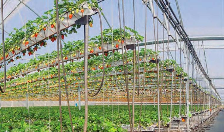 Ротаційна система дозволяє подвоїти врожай полуниці